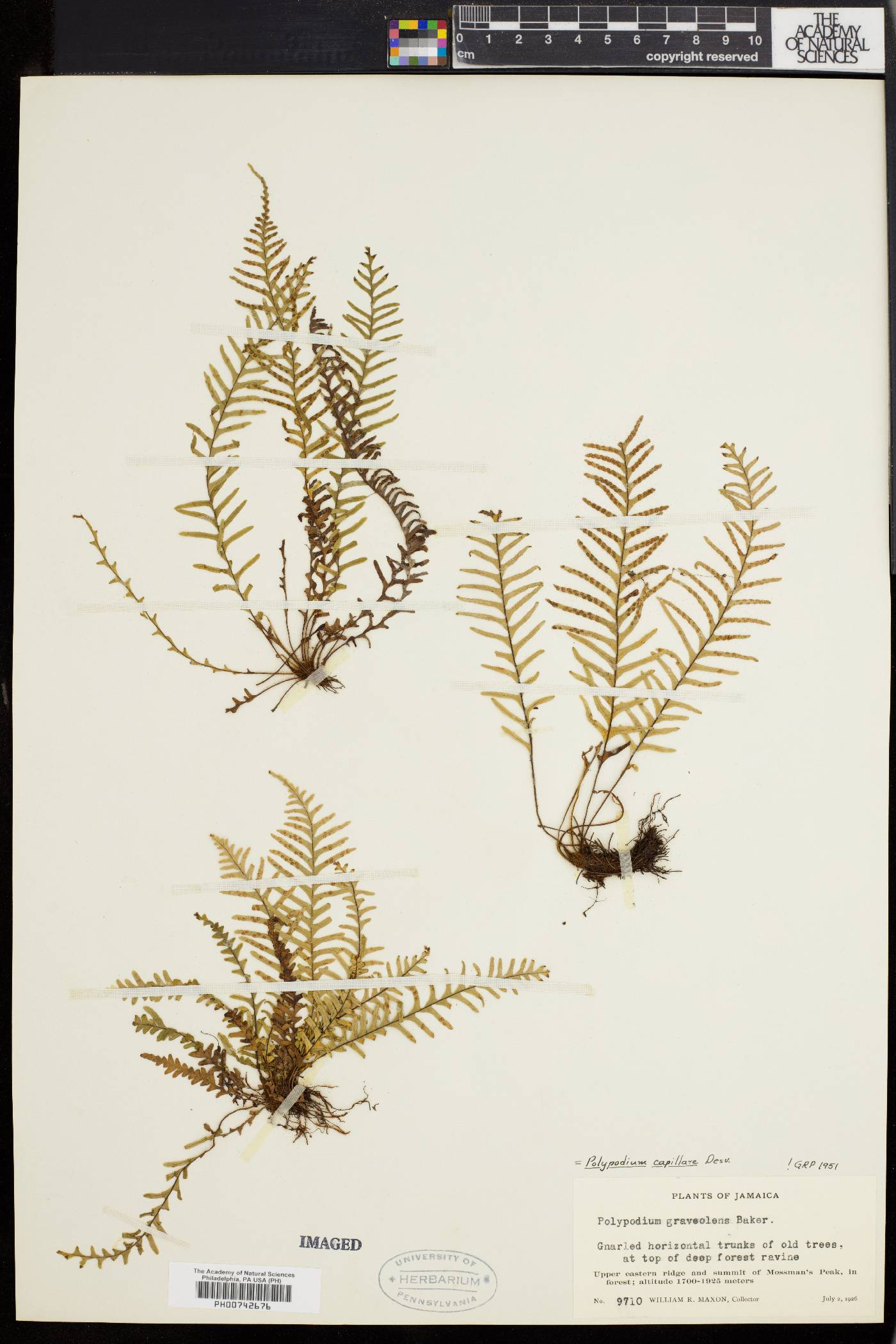Polypodium capillare image