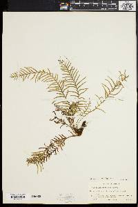 Polypodium capillare image