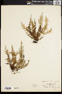 Polypodium capillare image