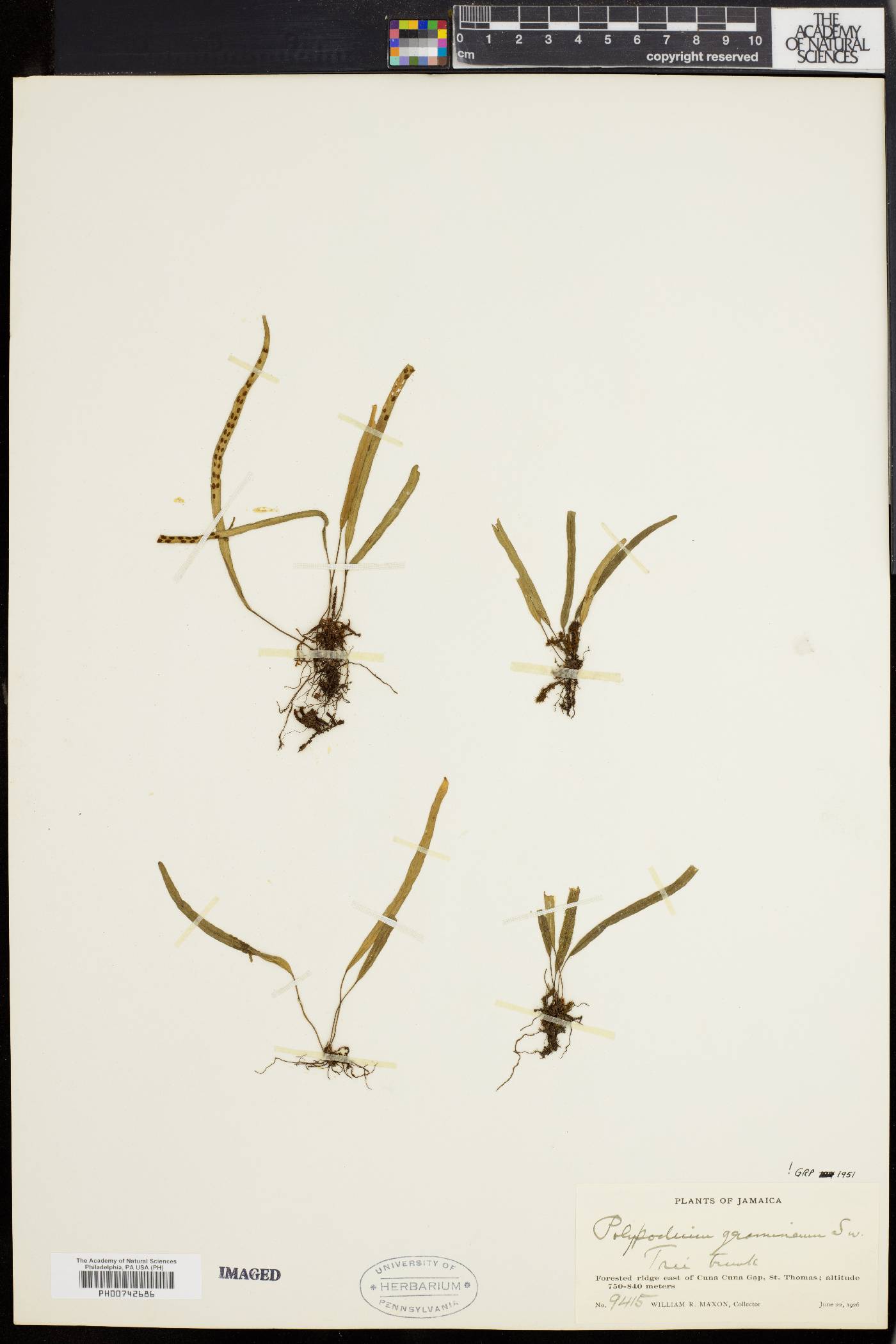 Lomaphlebia linearis image