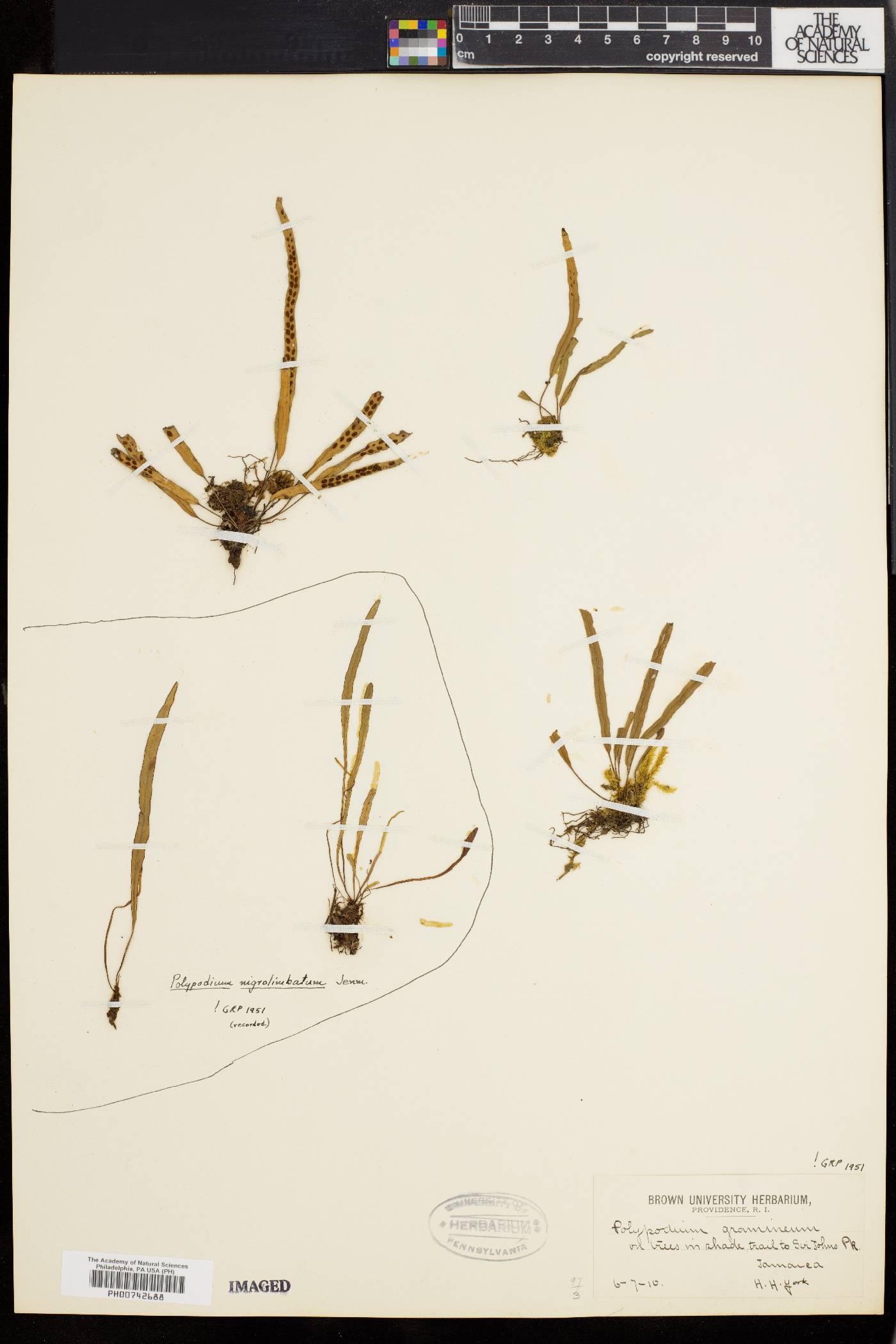 Polypodium gramineum image