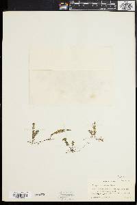 Polypodium induens image