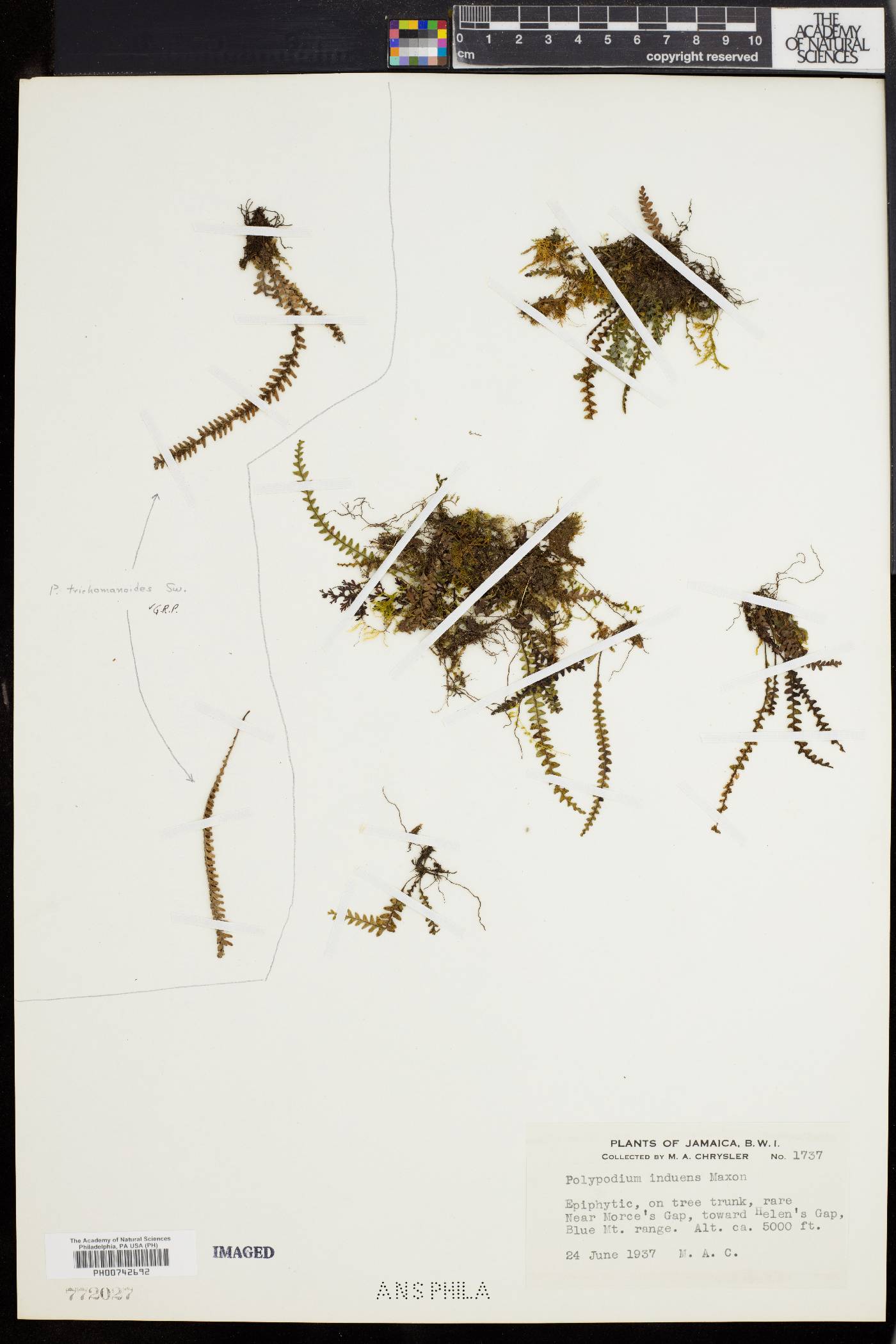 Polypodium induens image