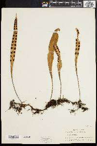 Polypodium lanceolatum image