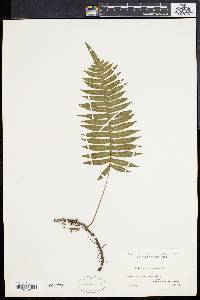 Polypodium loriceum image