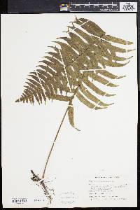 Polypodium loriceum image