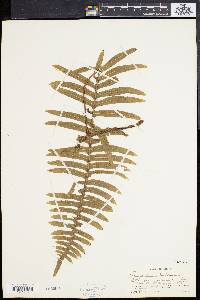 Polypodium loriceum image