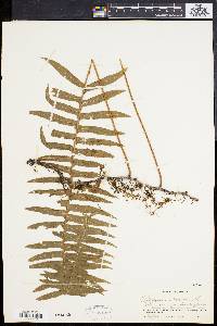 Polypodium loriceum image