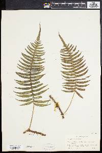 Polypodium loriceum image