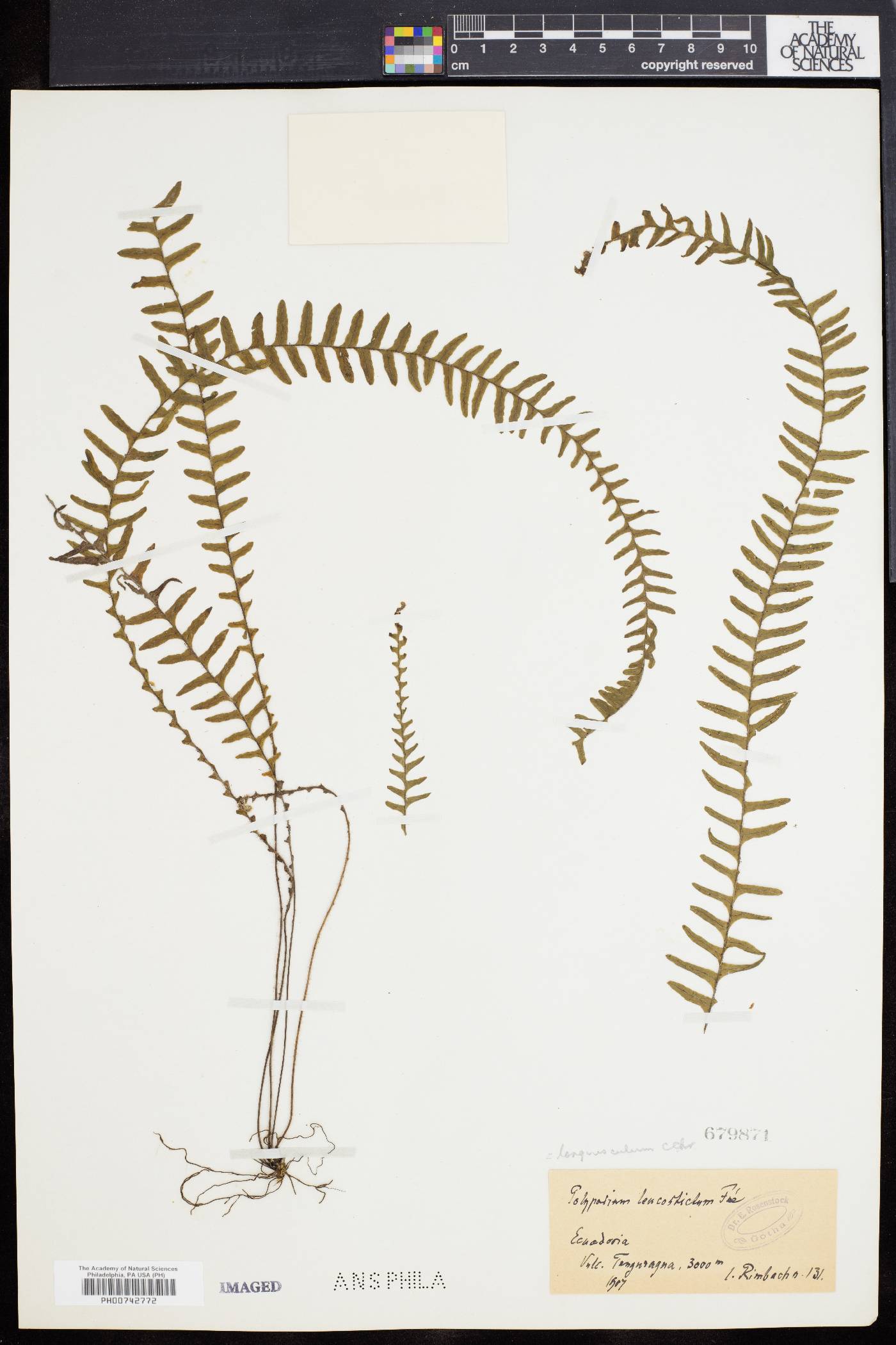 Ascogrammitis tungurahuae image