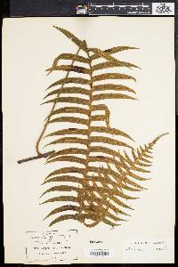 Polypodium loriceum image