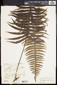 Polypodium loriceum image