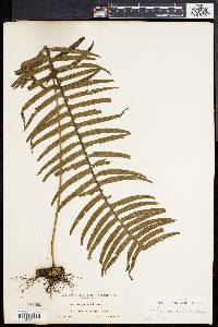 Polypodium loriceum image