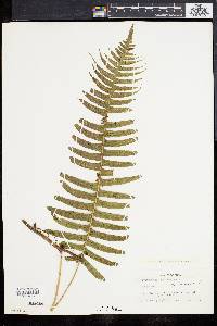 Polypodium loriceum image