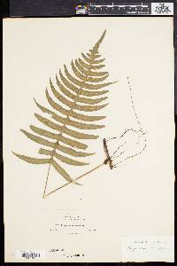 Polypodium loriceum image