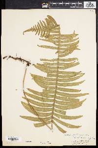 Polypodium loriceum image