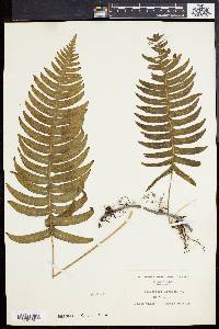 Polypodium loriceum image