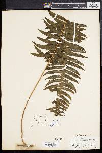 Polypodium loriceum image