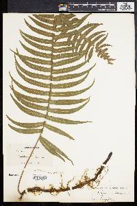 Polypodium loriceum image