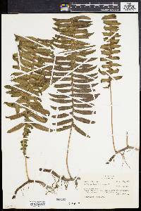 Polypodium loriceum image