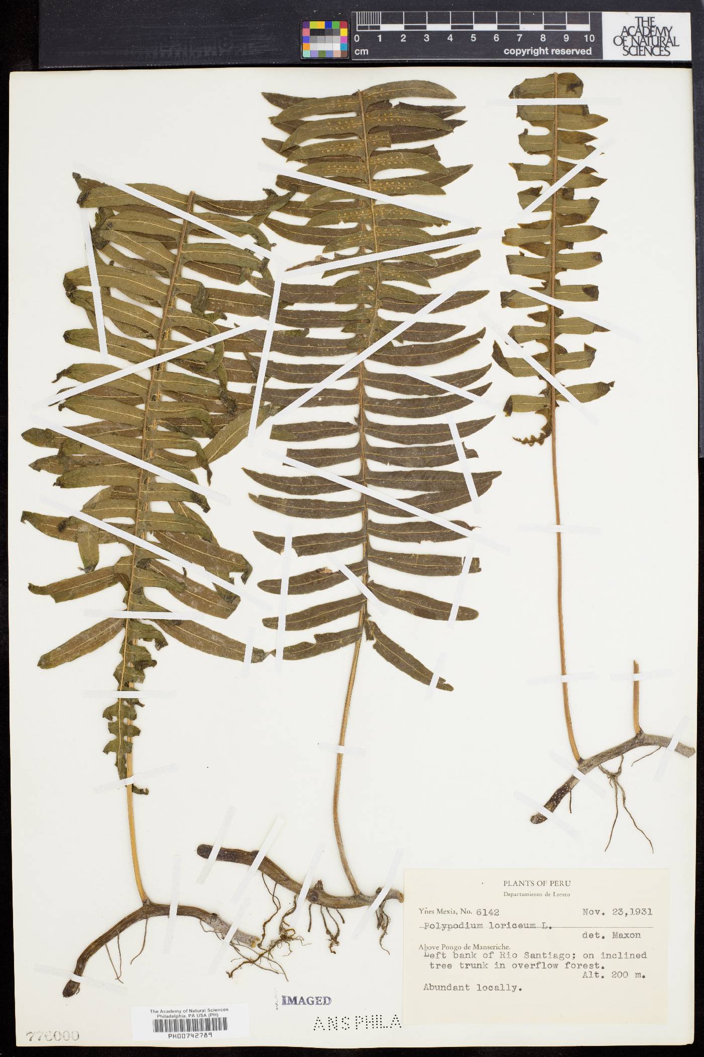 Polypodium loriceum image