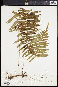 Polypodium loriceum image