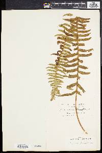 Polypodium loriceum image