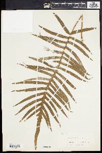 Polypodium loriceum image