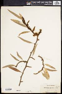 Polypodium lycopodioides image