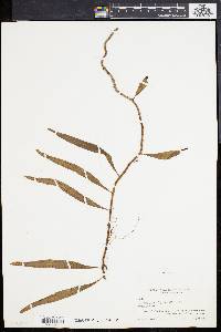 Polypodium lycopodioides image