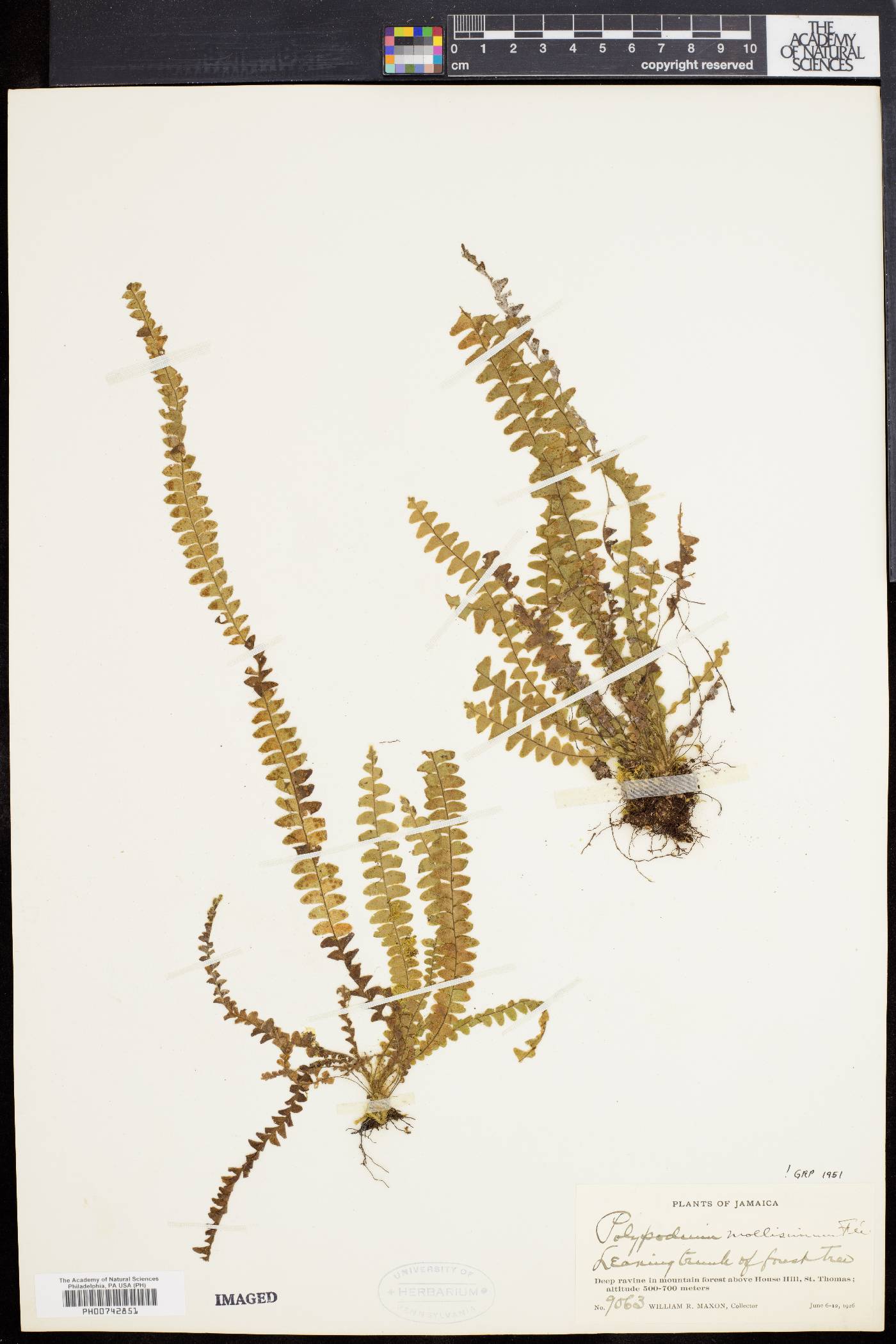 Polypodium mollissimum image