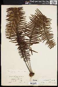 Polypodium pectinatum image