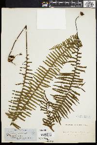 Polypodium pectinatum image