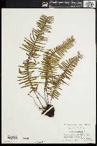 Polypodium pectinatum image