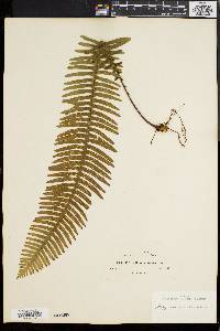 Polypodium pectinatum image