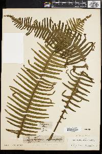 Polypodium pectinatum image