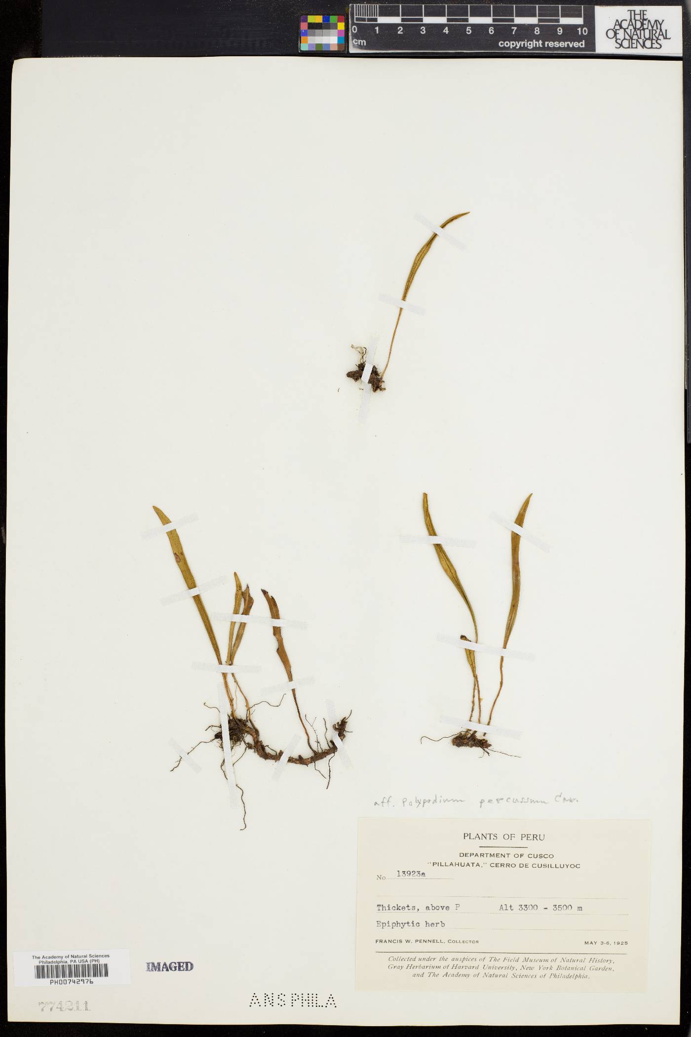 Polypodium percussum image