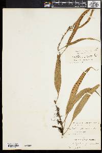 Polypodium percussum image