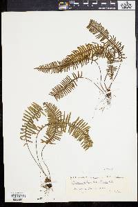 Polypodium plumula image