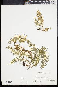 Polypodium plumula image