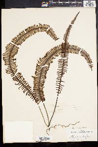 Polypodium plumula image