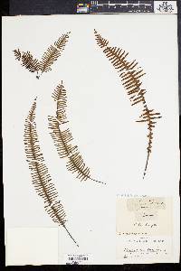 Polypodium plumula image