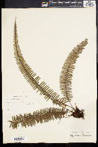 Polypodium plumula image