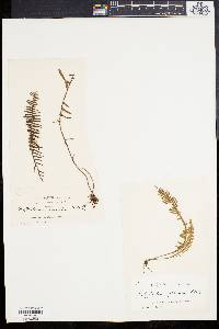 Polypodium plumula image