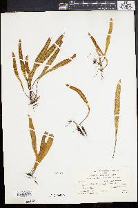Polypodium polylepis image