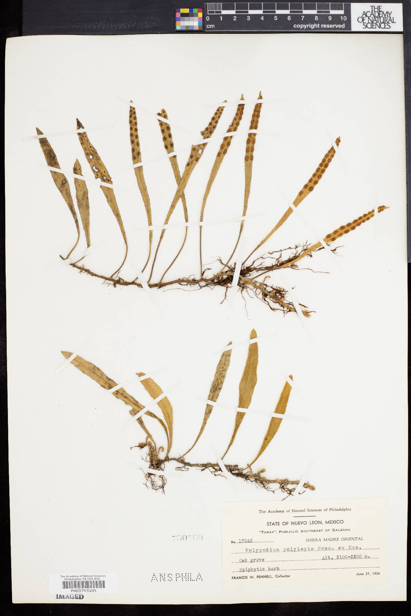 Polypodium polylepis image