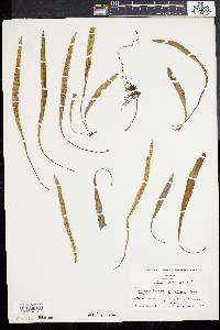 Polypodium polylepis image