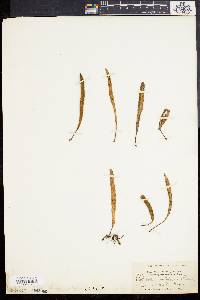 Polypodium polylepis image