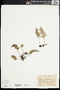 Polypodium polypodioides image