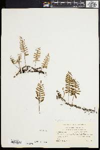 Polypodium polypodioides image